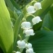 May's Newsletter