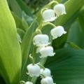 May's Newsletter